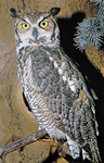 1st Nightstalkers Brigade