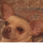 Charlie The Chihuahua
