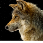 fox's giveaway group
