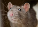 Baddie Ugly fat rat nation