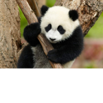 Panda_Squad!