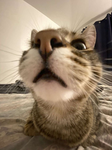 Catkittyyyyy