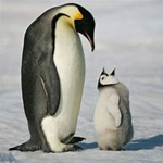Penguin hot