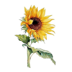 THE SUNFLOWER