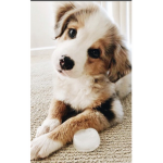 Isabella’s dog group