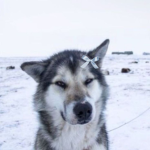 {Wolfs}