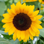 Rains Sunflowers