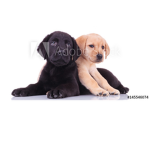 pup productions