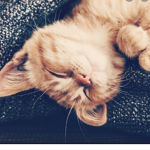Cat squad meow’s plz