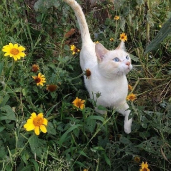 Cats