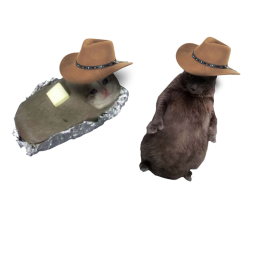 fat cowboy cats