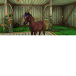 La team de l'équitation