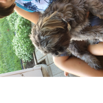 Cutest little puppies
