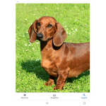 Sausage dog Sqaud