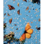 Mariposa’sss