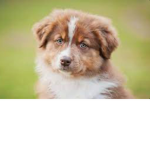 Australian shepherd