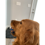 one piece dogs