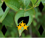 Kingdom of Cameplant