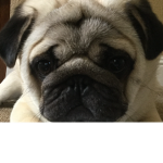 Grumpy Pug Group