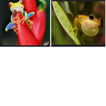 I love hedgehogs and frogs / snakes
