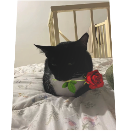 Laying Cat Rose Cape