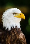 Bird army united