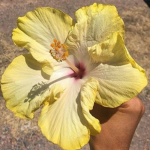 Hibiscus Heaven