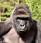 Napoleonic Gorillas
