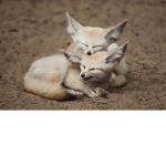 Fennec Fox's Group