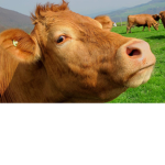 Qs Little Moos!