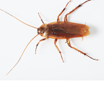 ROACHHGANG