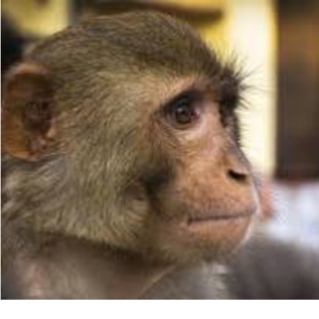 Comfy house for the boi's