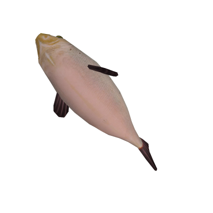 Fish