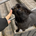 0nlyCatlover