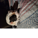 Not_mydog