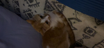 peaches cat fans