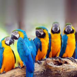 The wonder flock