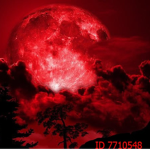 Bloody Night [B.N.]