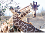 Team save Giraffes
