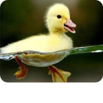 The Quackerz Pack