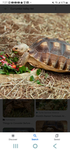The big turtle