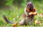 fluffy squirrel squad