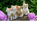 the kitty litter<3