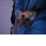 Hi I love my dog ########
