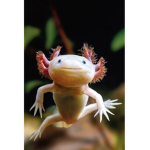 Axolotl United.