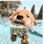 Pᴜᴘᴘʏ ᴄʟᴜʙ