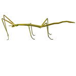 The stick bug syndicate