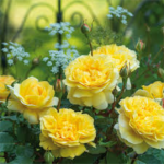 The rose bushes