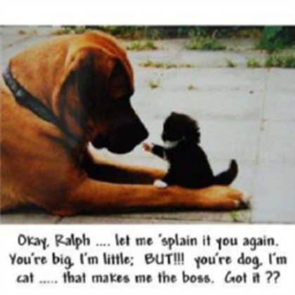 Funny Cat And Dog Roblox decal