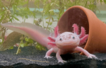 Axolotl cousin